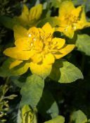 yellow Cushion spurge Leafy Ornamentals