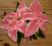 fotografie Zahradní rostliny Vánoční Hvězda, Noche Buena, , Vánoční Květina dekorativní-listnaté, Euphorbia pulcherrima pestrobarevný