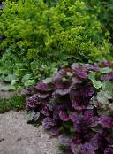 photo Garden Plants Bugle, Bugleweed, Carpet Bugle leafy ornamentals, Ajuga burgundy,claret