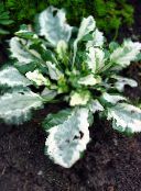 foto Trädgårdsväxter Signalhorn, Bugleweed, Matta Hornet dekorativbladiga, Ajuga brokiga