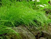 grün Carex, Segge Getreide