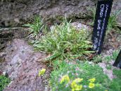 フォト 園芸植物 スゲ属、スゲ コーンフレーク, Carex 緑色