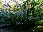 green Chinese fountain grass, Pennisetum Cereals