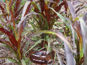 burgundy,claret Chinese fountain grass, Pennisetum Cereals