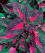 zdjęcie Ogrodowe Rośliny Perilla dekoracyjny-liście barwny