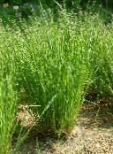 light green Nickendes Perlgras, Mountain Melic Grass Cereals