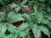 green Plagiogyria Ferns