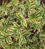 照片 园林植物 Sasa，sasaella，阔叶竹，掌叶竹 谷物 彩色