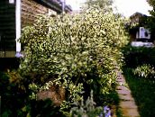 fotografie Plante de Gradina Dogwood Roșu-Barked, Dogwood Comun, Cornus multicolor