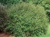 フォト 園芸植物 低木のスイカズラ、ボックススイカズラ、ボックス葉スイカズラ, Lonicera nitida 緑色