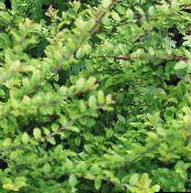 foto Tuinplanten Shrubby Kamperfoelie, Doos Kamperfoelie, Boxleaf Kamperfoelie, Lonicera nitida groen