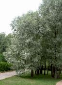 фото Садові Рослини Верба, Salix сріблястий