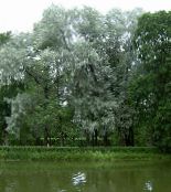 silvery Willow