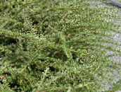 grün Cotoneaster Horizontalis