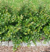 grün Hedge-Zwergmispel, Europäische Zwergmispel