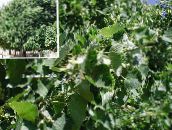 photo des plantes de jardin Tilleul Commun, Tilleul, Le Tilleul D'amérique, De Tilleul, De Tilleul Argenté, Tilia vert