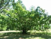grün Urweltmammutbaum