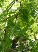 фотографија Баштенске Биљке Секвоја, Metasequoia зелен