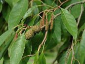 green Common alder