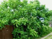 フォト 園芸植物 クルミ, Juglans 緑色