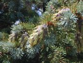 foto Vrtne Biljke Douglas, Oregon Bor, Jela Crvena, Žuta Jele, Smreke Lažna, Pseudotsuga zlatan
