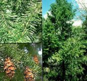 foto Tuinplanten Douglas Spar, Oregon Pine, Rood Spar, Geel Spar, Valse Sparren, Pseudotsuga groen