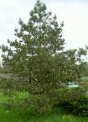 photo des plantes de jardin Pin, Pinus vert