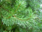 fotografija Vrtne Rastline Bor, Pinus zelena