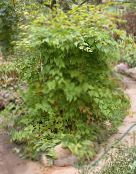照片 园林植物 珠兰, Stephanandra 绿