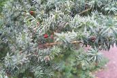 silvery English yew, Canadian Yew, Ground Hemlock