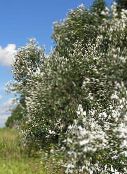 silvery Cottonwood, Poplar