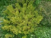 light green Hiba, False Arborvitae, Japanese Elkhorn Cypress
