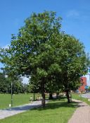 フォト 園芸植物 灰の木, Fraxinus 緑色