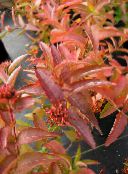 fotografie Záhradné rastliny Južnej Bush Zimolez, Horská Bush Zimolez, Diervilla tmavo-zelená