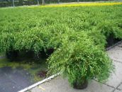 green Siberian Carpet Cypress