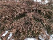 fotografija Vrtne Rastline Sibirski Preproga Ciprese, Microbiota decussata zelena