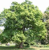 green Oak