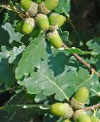 фото Бақша Өсімдіктер Емен, Quercus жасыл
