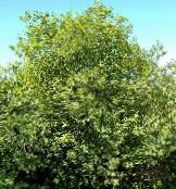 フォト 園芸植物 光沢のあるクロウメモドキ、ハンノキクロウメモドキ、シダの葉クロウメモドキ、背の高いヘッジクロウメモドキ, Frangula alnus 緑色