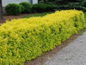φωτογραφία Φυτά κήπου Privet, Χρυσή Privet, Ligustrum κίτρινος