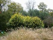 foto Plantas de Jardim Ligustro, Privet De Ouro, Ligustrum amarelo
