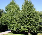 grün Ginkgobaum