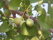 photo des plantes de jardin Maidenhair Tree, Ginkgo biloba vert
