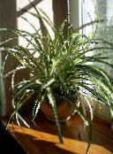 foto  Spider Plante, Chlorophytum broget