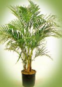 green Curly Palm, Kentia Palm, Paradise Palm Tree