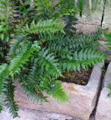 dark green Holly fern Herbaceous Plant