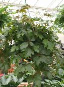 dunkel-grün Grape Ivy, Eichenblatt Efeu Ampelen