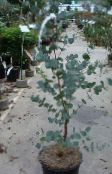 foto Topfpflanzen Gummibaum bäume, Eucalyptus grün