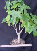 照片 室内植物 Brachychiton 树 绿