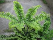 green Maidenhair Fern Herbaceous Plant